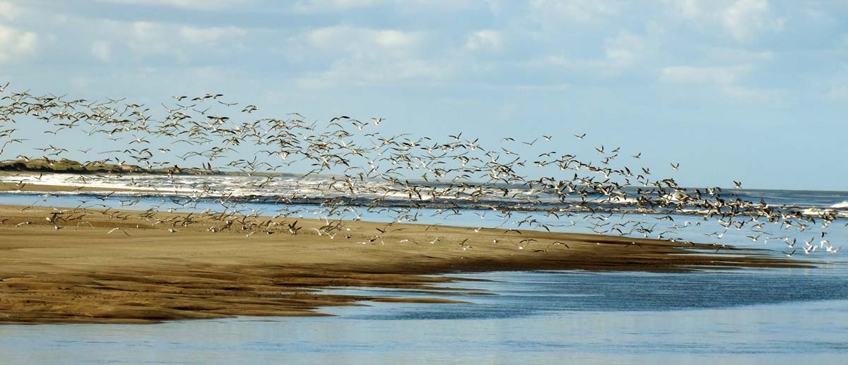 ALBUFERA2