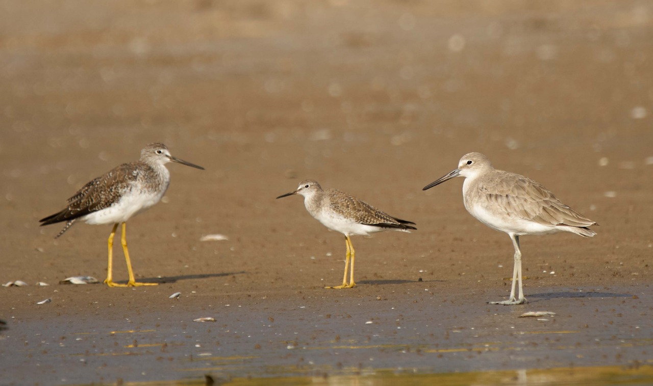 Aves migratorias 1