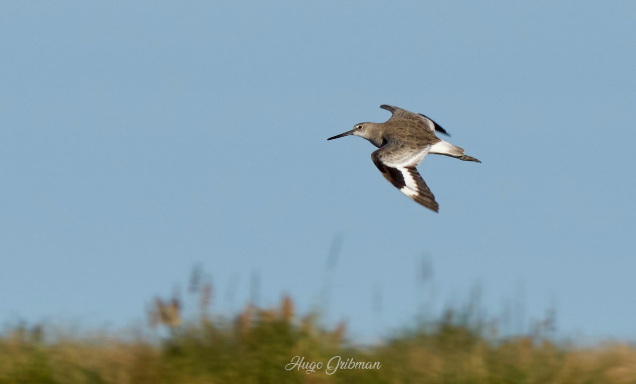 Aves migratorias 2