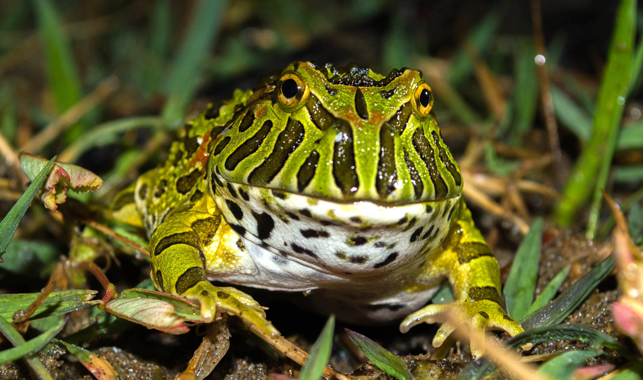 Froglet Ph Gabriela Agostini2