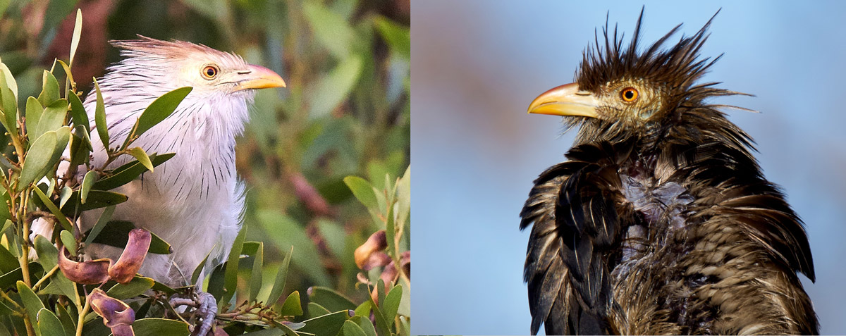 comparativa pirincho