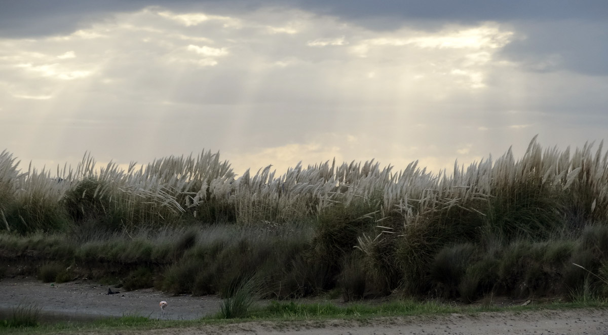 cortaderal