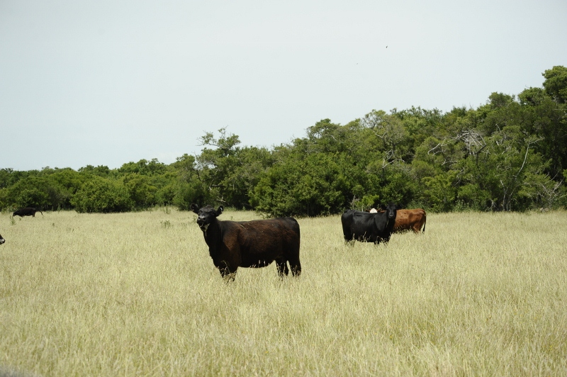 foto pasturas 800x532