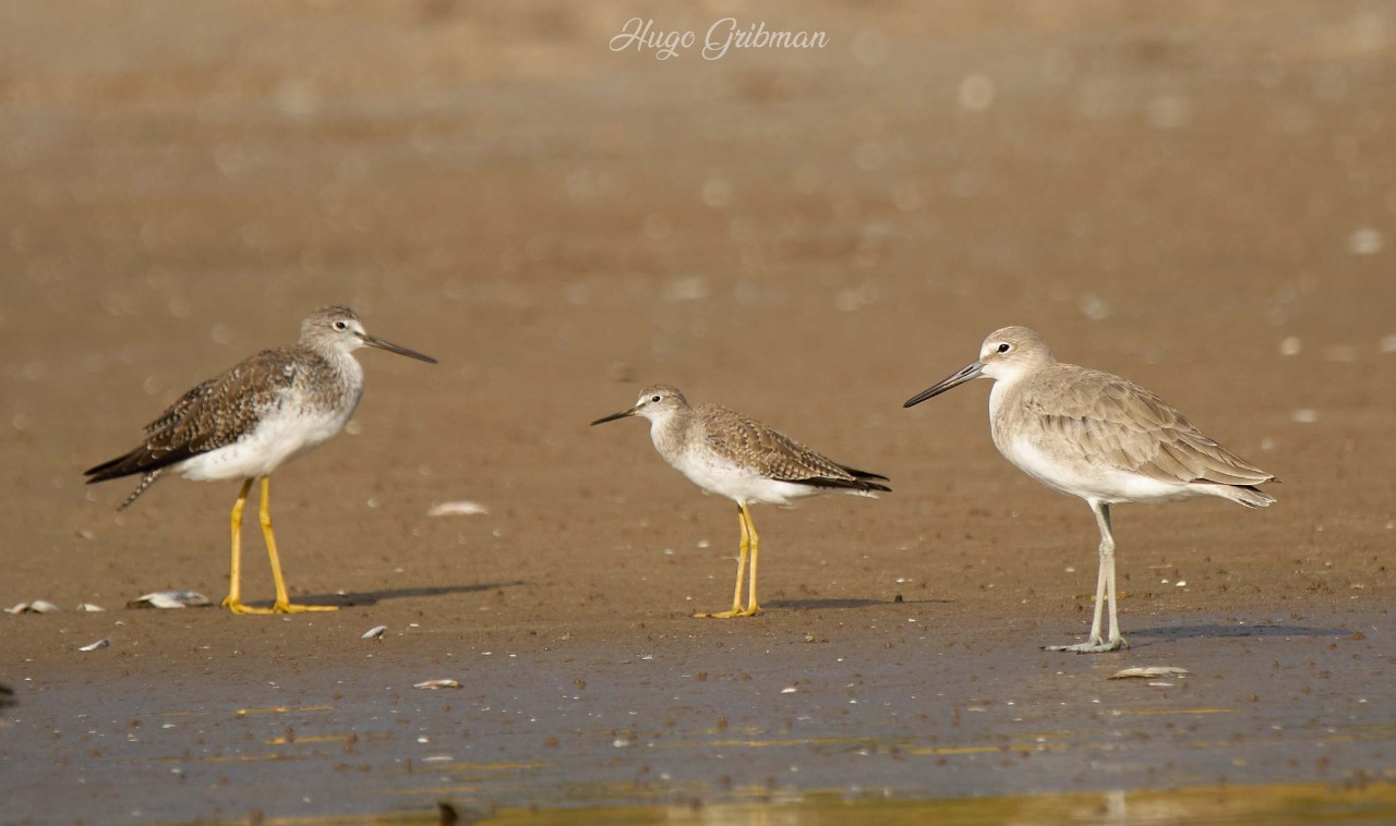 nota Aves migratorias festejo